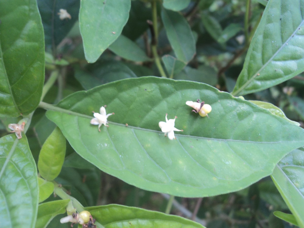 Corypha umbraculifera L.